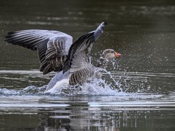Petite Camargue - Hannah Häner
