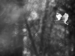 Petite Camargue - Nicolas Stettler
