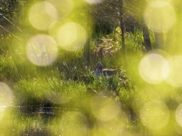 Petite Camargue - Nicolas Stettler