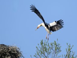 Petite Camargue - Thomas Müller