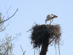 Petite Camargue - Hansueli Weber