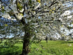 Kirschblüte